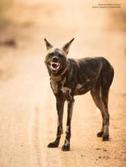 Comedy Wildlife Photography Awards Finalist 00001264 p